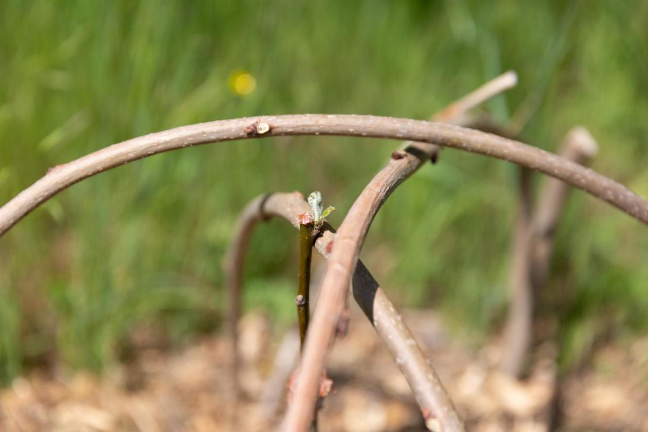הוילה Roussillon en Isere Poterie De Pierroux מראה חיצוני תמונה
